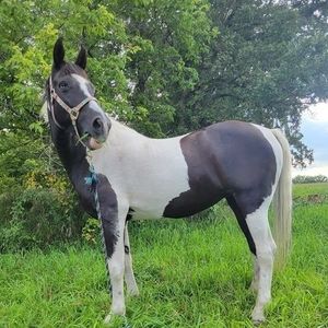 Meet your Posher, Abbie